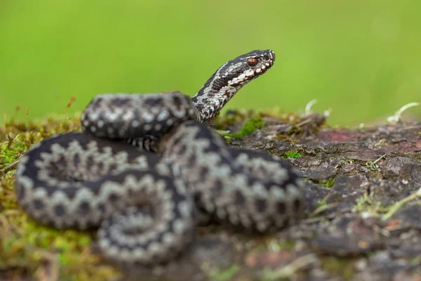 ヨーロッパの毒蛇 Vipera berus チェコ共和国で — ストック写真