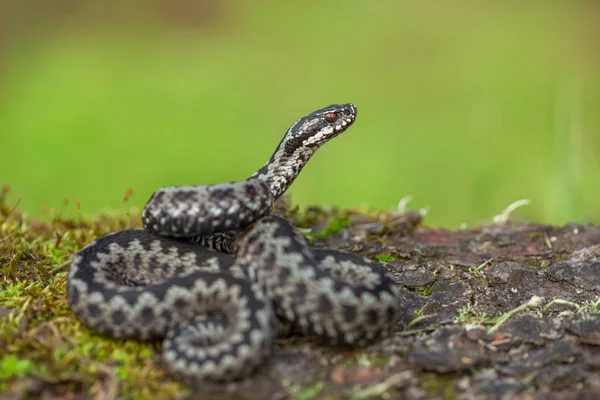 Європейська viper Vipera berus в Чехії — стокове фото