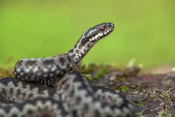 Europese viper Vipera berus in Tsjechië — Stockfoto