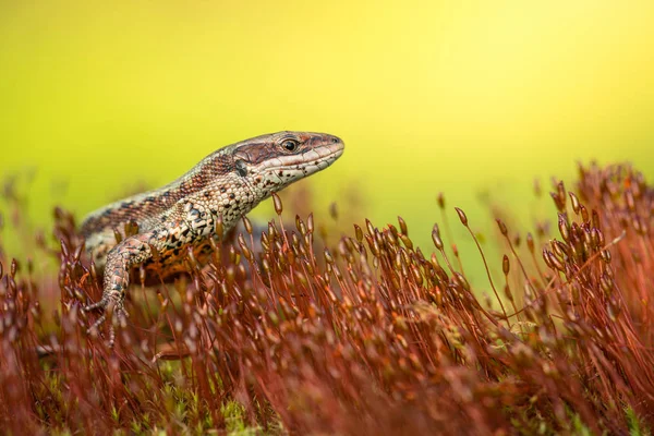 The viviparous or common lizard Zootoca vivipara in Czech Republic — Stock Photo, Image