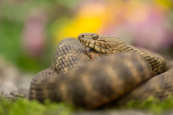 Dadi serpente Natrix tessellata in Repubblica Ceca — Foto Stock