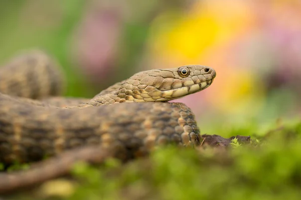 Dobbelstenen snake Natrix tessellata in Tsjechië — Stockfoto