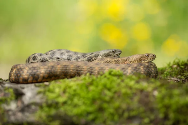 Dobbelstenen snake Natrix tessellata in Tsjechië — Stockfoto