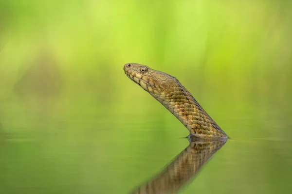 Dados serpiente Natrix tessellata en República Checa —  Fotos de Stock