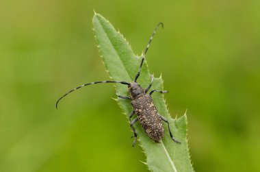 Küçük beyaz-marmorated uzun - boynuzlu böcek Monochamus sutor Çek Cumhuriyeti'nde
