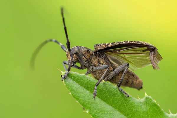 Küçük beyaz-marmorated uzun - boynuzlu böcek Monochamus sutor Çek Cumhuriyeti'nde
