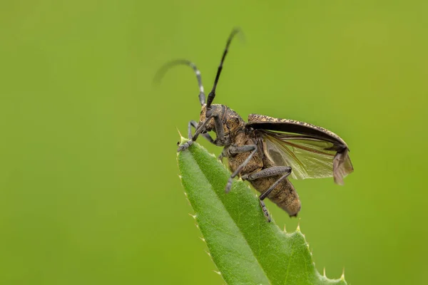 Piccolo scarabeo bianco marmorato dalle corna lunghe Monochamus sutor in Repubblica Ceca — Foto Stock