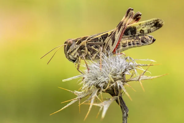 Cross Grasshopper Oedaleus decorus in Croatia, Krk — Stock Photo, Image