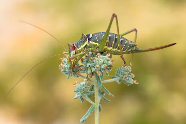 Dalmacia Saddle Bush-cricket Ephippiger discoidalis en Croacia, Krk — Foto de Stock