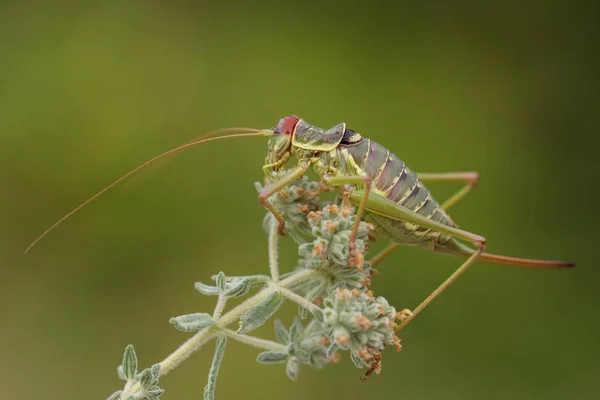 Dalmaçya eyer Bush-kriket Ephippiger discoidalis Hırvatistan, Krk — Stok fotoğraf