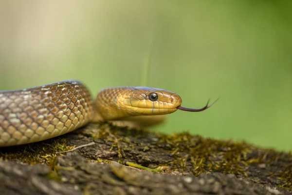 Ο ασκληπιικός φίδι Ζάμος είναι ο ίδιος στην Τσεχική Δημοκρατία — Φωτογραφία Αρχείου