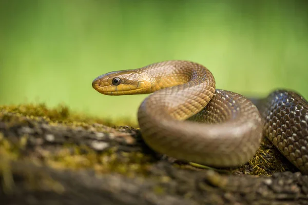 Aesculapian snake Zamenis longissimus in Czech Republic — Stock Photo, Image