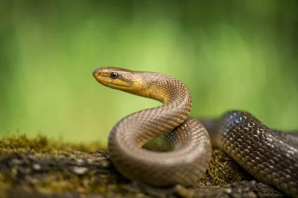 Aesculapian snake Zamenis longissimus in Czech Republic — Stock Photo, Image