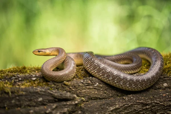 Wąż aesculapian Zamenis longissimus w Czechach — Zdjęcie stockowe