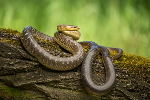 Aesculapian snake Zamenis longissimus in Czech Republic — Stock Photo, Image