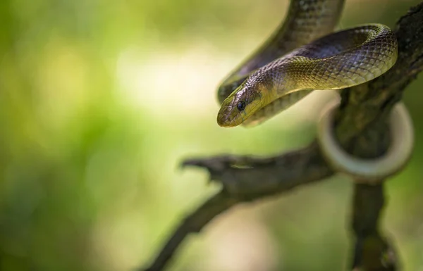 Aesculapian Snake Zamenis longissimus in Tsjechië — Stockfoto