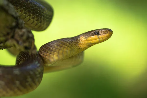 Aesculapian serpente Zamenis longissimus na República Checa — Fotografia de Stock