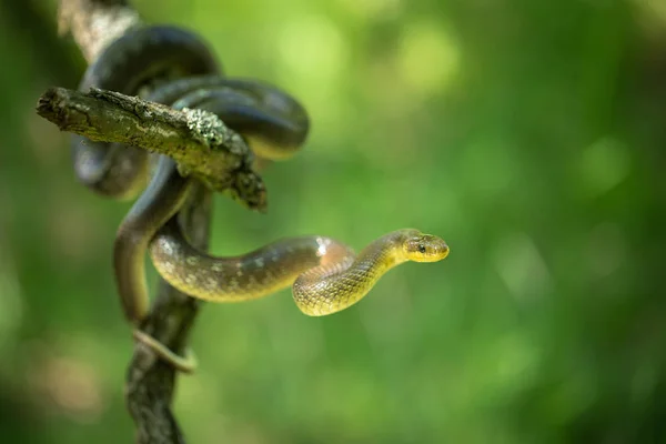 Aesculapian snake Zamenis longissimus in Czech Republic — Stock Photo, Image