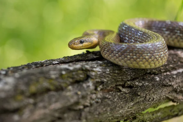 Serpente esculapico Zamenis longissimus in Repubblica Ceca — Foto Stock