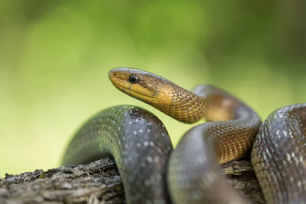 Aesculapian snake Zamenis longissimus in Czech Republic — Stock Photo, Image