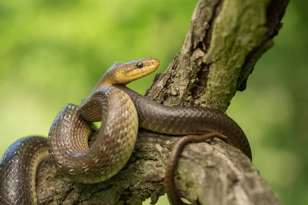 Aesculapian snake Zamenis longissimus in Czech Republic — Stock Photo, Image