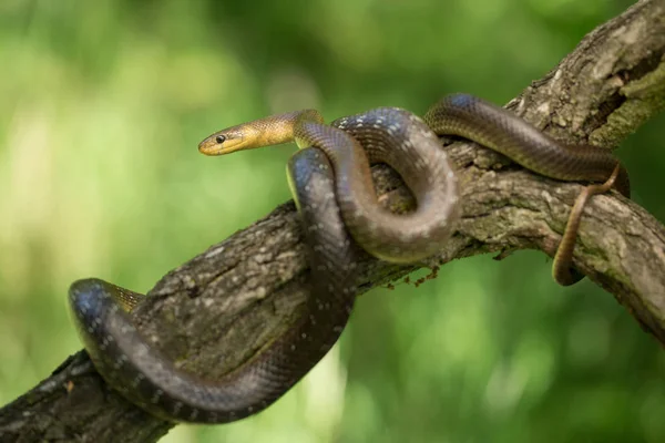 Aesculapian snake Zamenis longissimus in Czech Republic — Stock Photo, Image