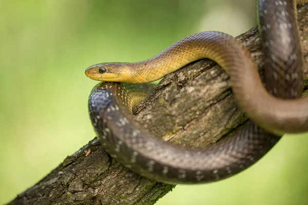 Aesculapian snake Zamenis longissimus in Czech Republic — Stock Photo, Image