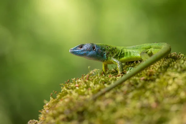 Çek Cumhuriyeti'nde Avrupa Yeşil kertenkele Lacerta viridis