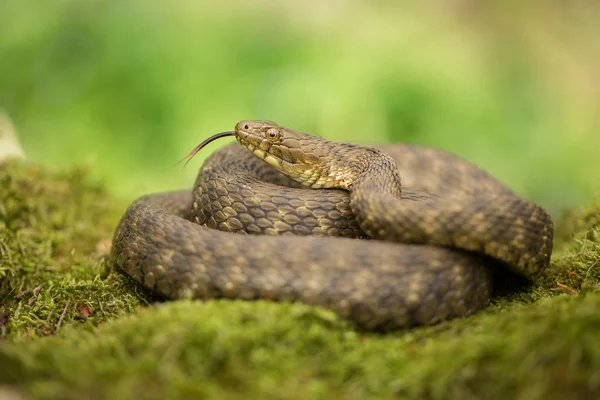 Dados serpiente Natrix tessellata en República Checa — Foto de Stock