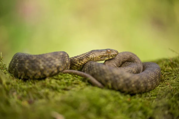 Dobbelstenen snake Natrix tessellata in Tsjechië — Stockfoto