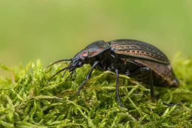 Çek Cumhuriyeti'nde yer böceği Carabus ullrichii portresi