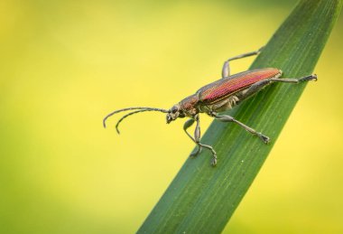 Yaprak Böceği sp., Donacia sp., Çek Cumhuriyeti