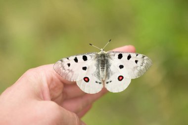 Apollo Buterfly Parnassius apollo Çek Cumhuriyeti'nde