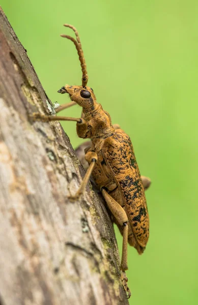 Blackspotted Alicates apoio besouro Rhagium mordax na República Checa — Fotografia de Stock