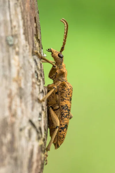 黑斑钳在捷克共和国支持甲虫 — 图库照片