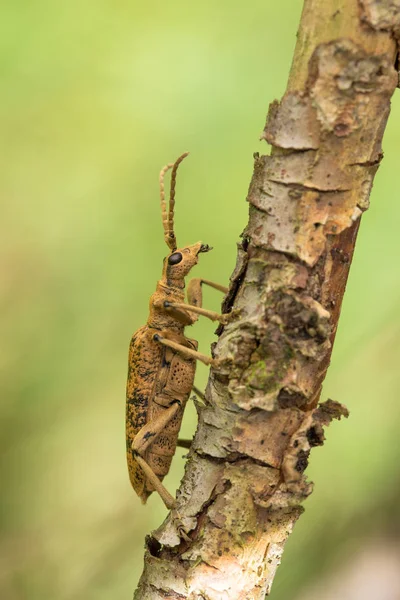 Blackspotted Pliers Support Beetle Rhagium mordax în Republica Cehă — Fotografie, imagine de stoc