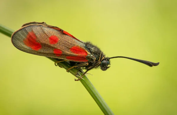 Zygaena loti, Slender Scotch burnet, borboleta de traça vermelha preta na República Checa — Fotografia de Stock