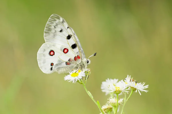 Apollo Buterfly Parnassius apollo Çek Cumhuriyeti'nde