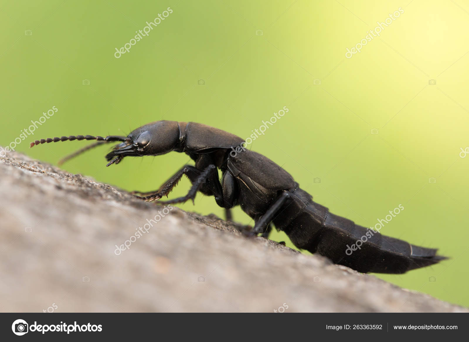 The Devils coach-horse beetle Ocypus olens in Czech Republic Stock Photo by  ©aterisdrsny@ 263363592