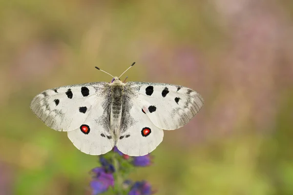 Apollo Buterfly Parnassius apollo Çek Cumhuriyeti'nde