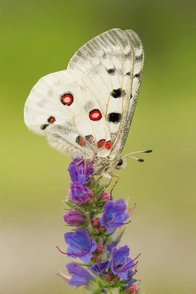 Apollo Buterfly Parnassius apollo Çek Cumhuriyeti'nde