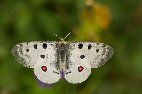 Apollo Buterfly Parnassius apollo Çek Cumhuriyeti'nde — Stok fotoğraf