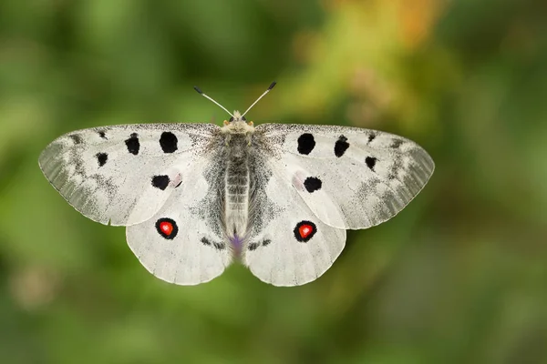 Apollo Buterfly Parnassius apollo Çek Cumhuriyeti'nde