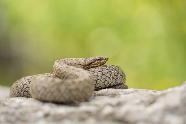 滑らかなヘビ、Coronella austriaca、チェコ共和国で — ストック写真