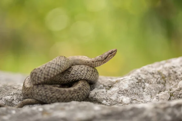 Serpiente lisa, Coronella austriaca, en República Checa —  Fotos de Stock