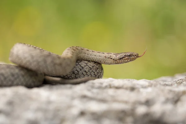 Гладка змія, мідянка, в Чехії — стокове фото
