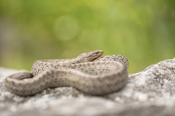 Serpiente lisa, Coronella austriaca, en República Checa — Foto de Stock