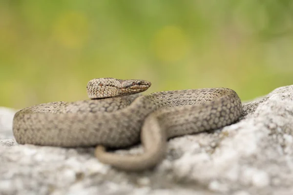 Smooth snake, Coronella austriaca, in Czech Republic — Stock Photo, Image