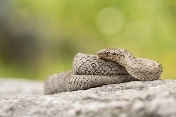 Pürüzsüz yılan, Coronella austriaca, Çek Cumhuriyeti