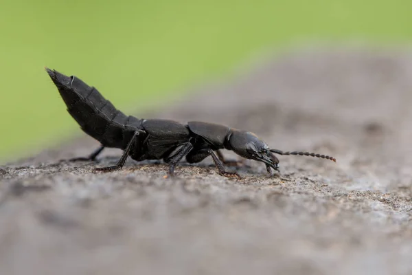 The Devils coach-horse beetle Ocypus olens in Czech Republic — Stock Photo, Image